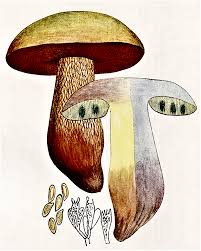 Attēlu rezultāti vaicājumam “Boletus luridus”