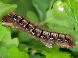 Attēlu rezultāti vaicājumam “Lasiocampa quercus larva”