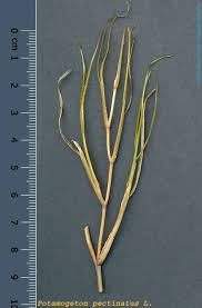 Attēlu rezultāti vaicājumam “Stuckenia pectinata”