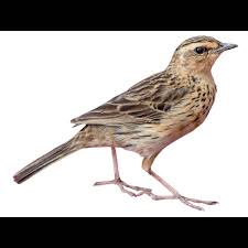 Image result for Anthus godlewskii