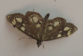 Attēlu rezultāti vaicājumam “Anania coronata”