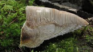 Attēlu rezultāti vaicājumam “Aurantiporus fissilis”