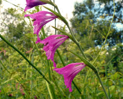 Attēlu rezultāti vaicājumam “Gladiolus imbricatus fruit”