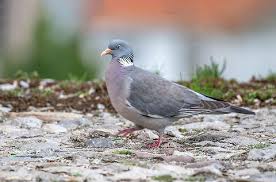 Attēlu rezultāti vaicājumam “Columba palumbus”