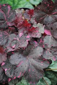 Image result for Heuchera `Midnight Rose`