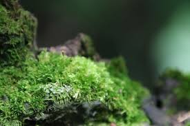 Attēlu rezultāti vaicājumam “Pylaisia polyantha”