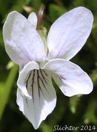 Attēlu rezultāti vaicājumam “Viola palustris”