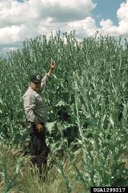 Image result for Onopordum acanthium