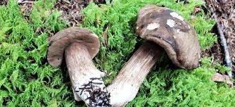 Attēlu rezultāti vaicājumam “Porphyrellus porphyrosporus”