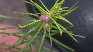 Attēlu rezultāti vaicājumam “Geocrypta galii”