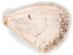 Attēlu rezultāti vaicājumam “Cosmorhoe ocellata”