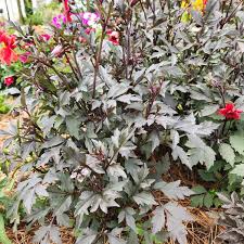 Image result for Dahlia x pinnata `Redskin`