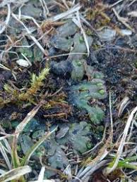 Attēlu rezultāti vaicājumam “Preissia quadrata”