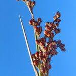 Attēlu rezultāti vaicājumam “Juncus compressus”