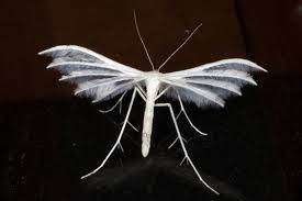 Attēlu rezultāti vaicājumam “Pterophorus pentadactyla”