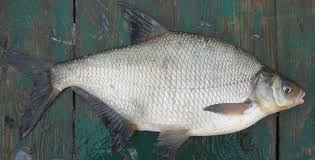 Image result for Abramis brama