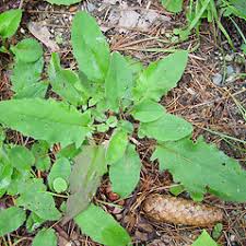 Attēlu rezultāti vaicājumam “Hieracium murorum bud”