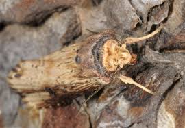 Attēlu rezultāti vaicājumam “Axylia putris”