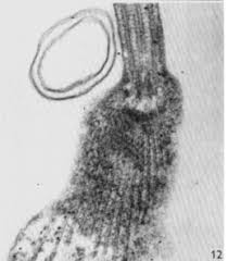 Attēlu rezultāti vaicājumam “Physarum flavicomum stalked”