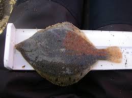 Image result for Liopsetta glacialis