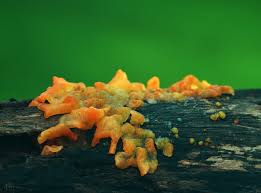 Attēlu rezultāti vaicājumam “Colloderma oculatum macro”