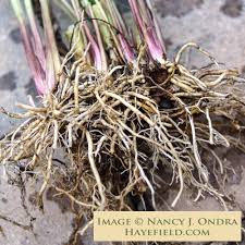 Attēlu rezultāti vaicājumam “Valeriana officinalis”