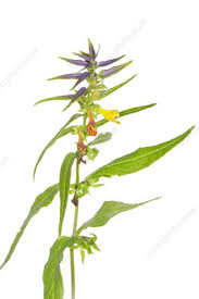 Attēlu rezultāti vaicājumam “Melampyrum nemorosum flower”