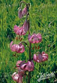 Attēlu rezultāti vaicājumam “Lilium martagon leaf”