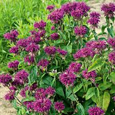 Image result for Monarda didyma