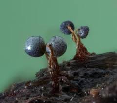 Attēlu rezultāti vaicājumam “Cribraria violacea”