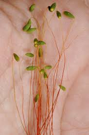 Attēlu rezultāti vaicājumam “Pohlia sphagnicola”