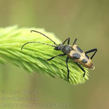 Attēlu rezultāti vaicājumam “Pachyta quadrimaculata”
