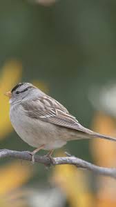 Image result for Zonotrichia leucophrys