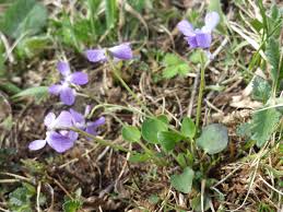 Attēlu rezultāti vaicājumam “Viola rupestris”
