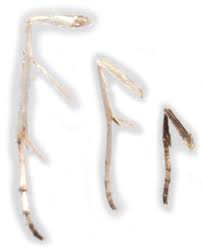 Attēlu rezultāti vaicājumam “Lyonetia prunifoliella”