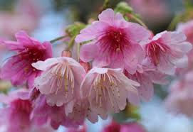 Image result for 緋寒桜