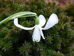 Attēlu rezultāti vaicājumam “Galanthus nivalis bud”
