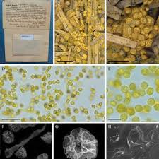 Attēlu rezultāti vaicājumam “Physarum obscurum sessile”