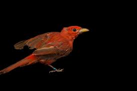 Image result for Piranga rubra