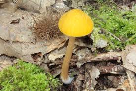 Attēlu rezultāti vaicājumam “Pluteus leoninus”