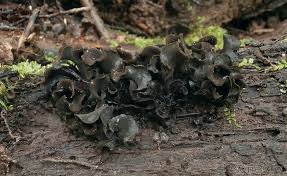 Attēlu rezultāti vaicājumam “Ionomidotis irregularis”