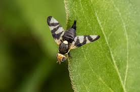 Attēlu rezultāti vaicājumam “Urophora cardui”