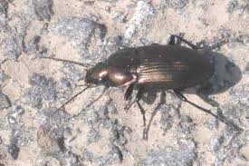 Attēlu rezultāti vaicājumam “Poecilus lepidus”