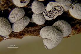 Attēlu rezultāti vaicājumam “Badhamia panicea”