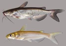 Image result for Ictalurus punctatus