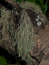 Attēlu rezultāti vaicājumam “Usnea hirta”