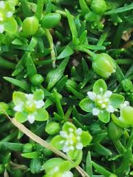 Attēlu rezultāti vaicājumam “Sagina procumbens”
