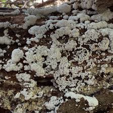 Attēlu rezultāti vaicājumam “Fuligo cinerea spores”