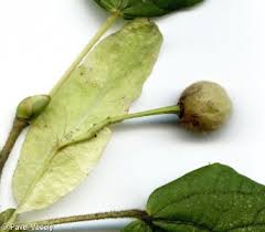 Attēlu rezultāti vaicājumam “Tilia platyphyllos subsp. cordifolia”
