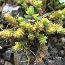 Attēlu rezultāti vaicājumam “Sedum sexangulare”